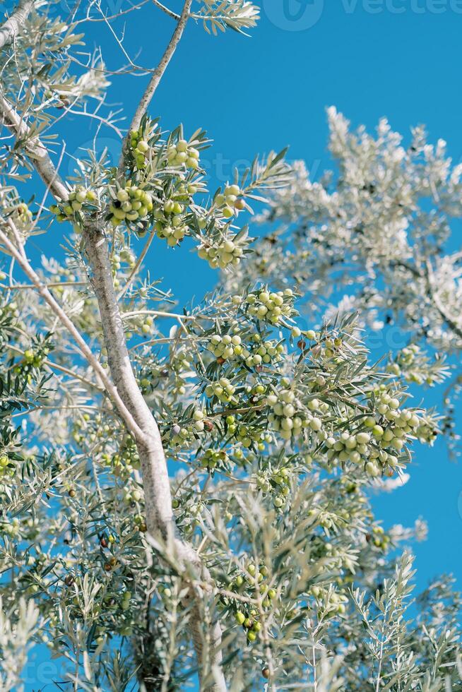 Large green olives hang from tree branches against a blue sky photo