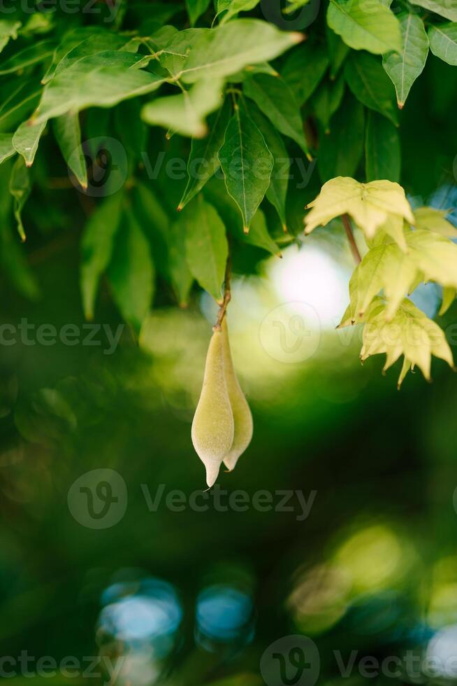 Wisteria seeds in pods hang on branches among green and yellow foliage photo