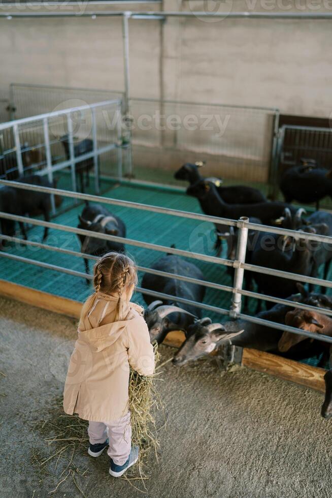 Little girl feeds hay to black goats leaning out from behind a fence in a pen on a farm. Back view photo