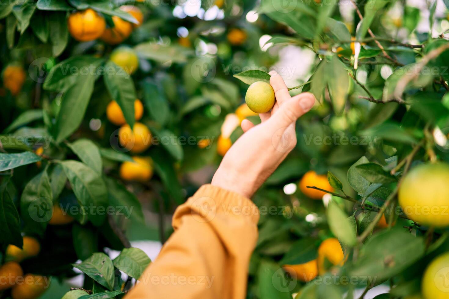 Man touches with his fingers a small yellow tangerine on a branch in the garden. Cropped. Faceless photo