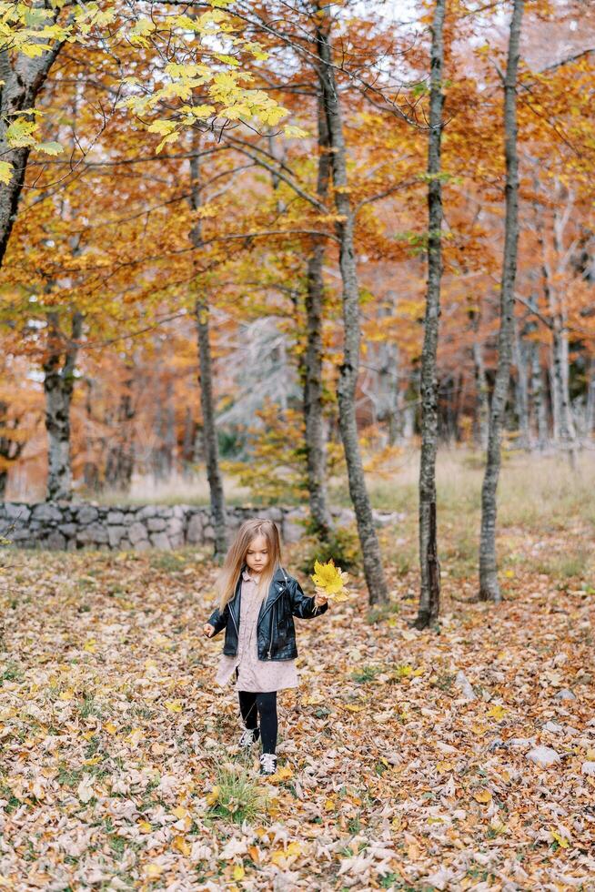 pequeño niña con amarillo hojas en su mano camina mediante caído hojas en el otoño bosque, mirando a su pies foto