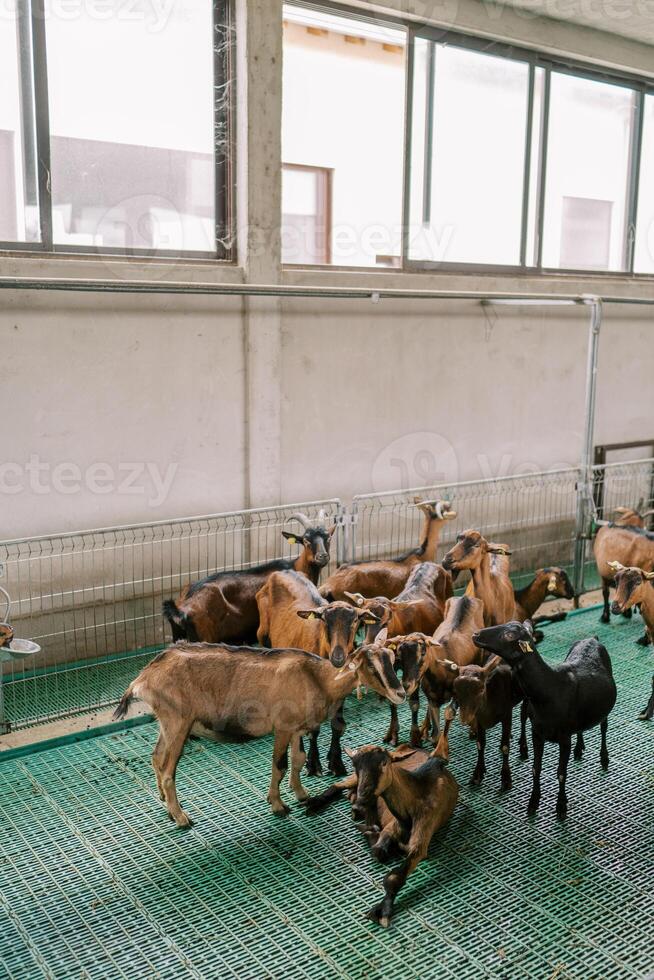 Herd of brown goats stands near a fence in a paddock on a farm, looking at each other photo