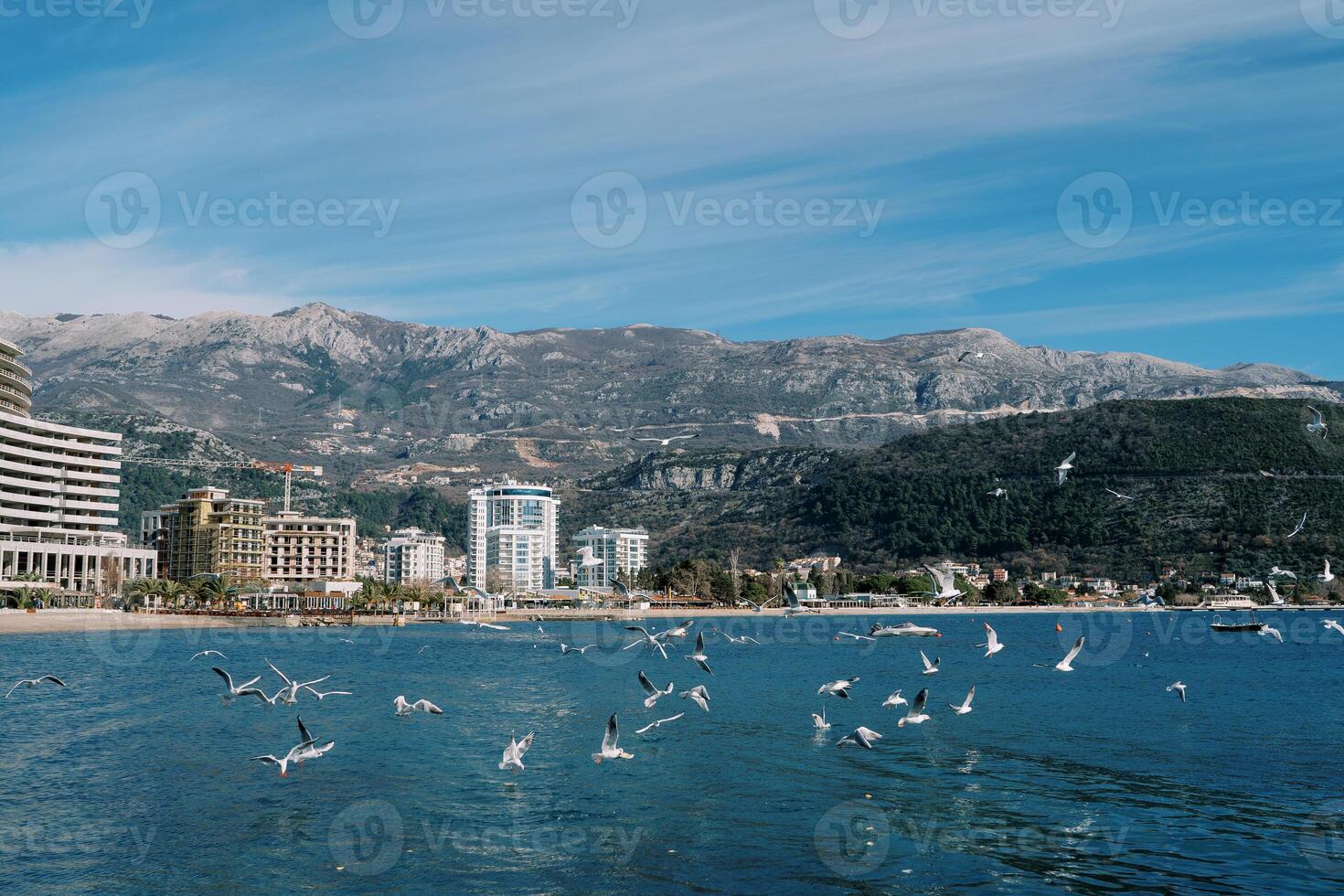 Seagulls circle over the sea near the shore with apartment buildings. Budva, Montenegro photo