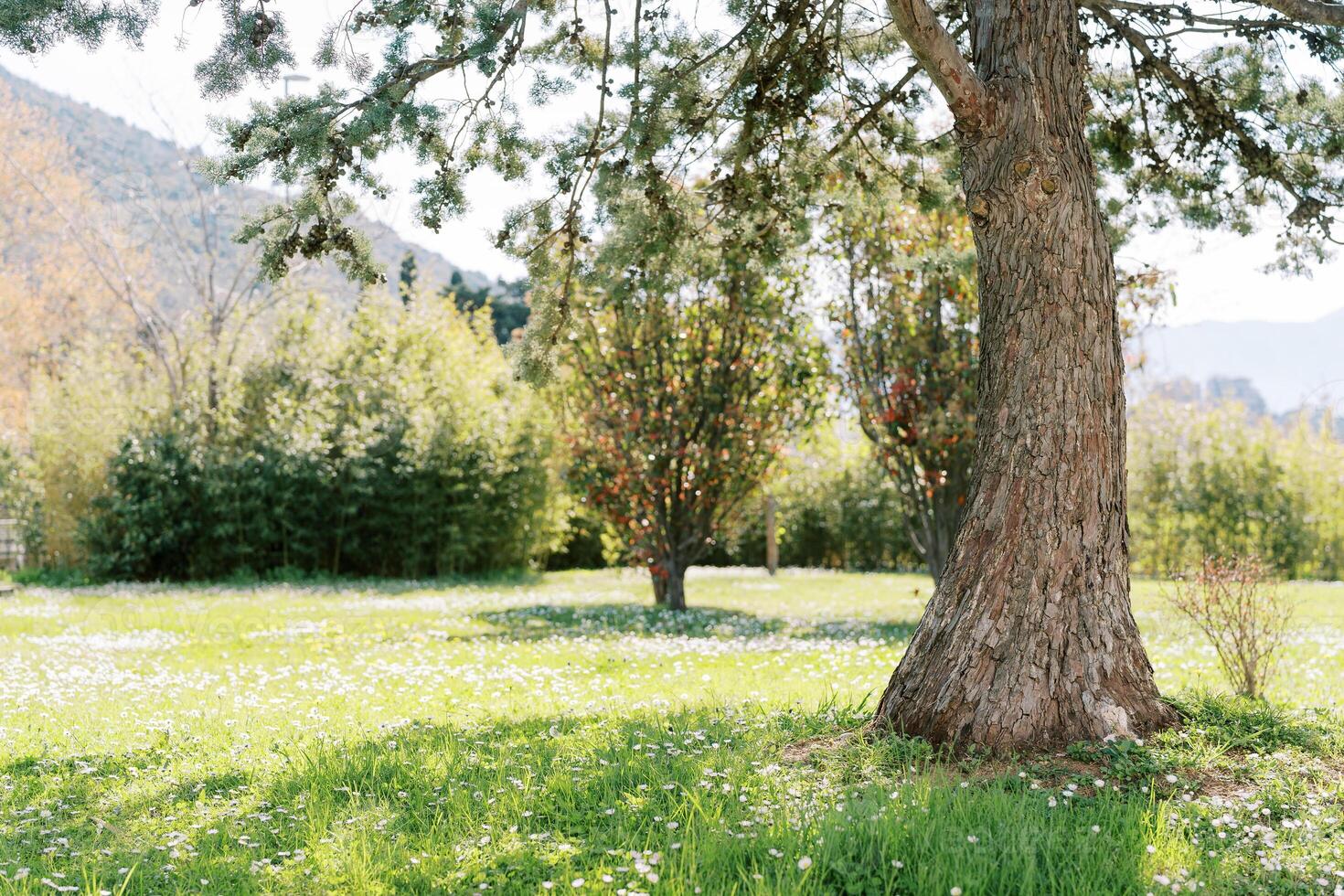 Sunny meadow blooming with white flowers near a pine tree photo