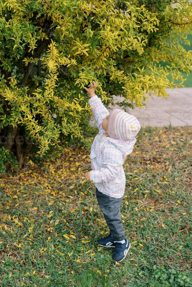 Little girl reaches out with her hand to a bush with yellowing leaves photo