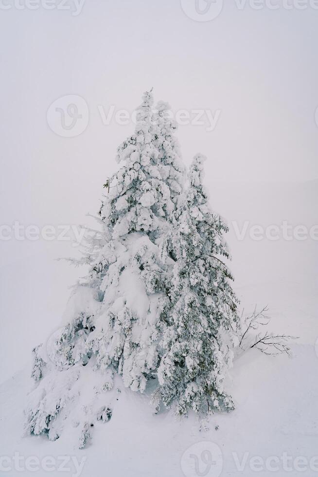 Snow-covered fir trees on a snowy hillside photo