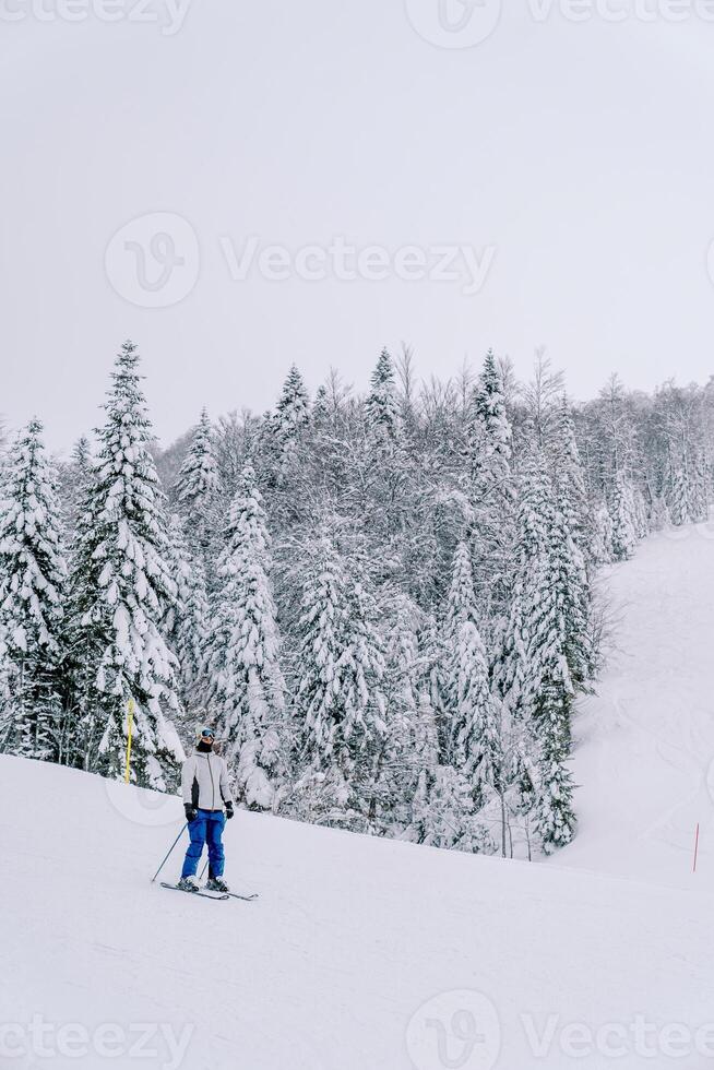 Skier skis down a hill along a snowy forest photo