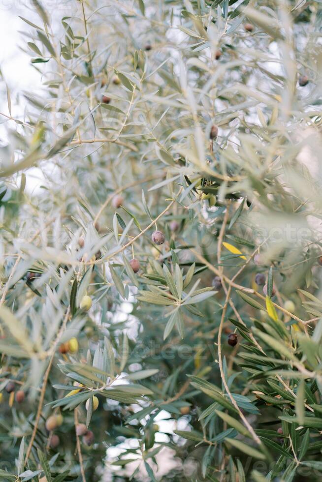 Black olives ripen among green foliage on a tree in a grove photo