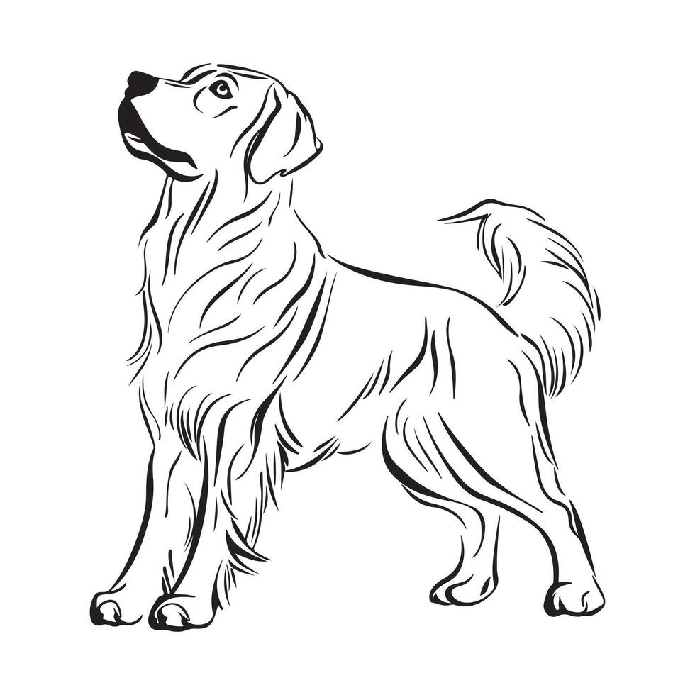Golden Retriever Vector Art, Icons, and Graphics