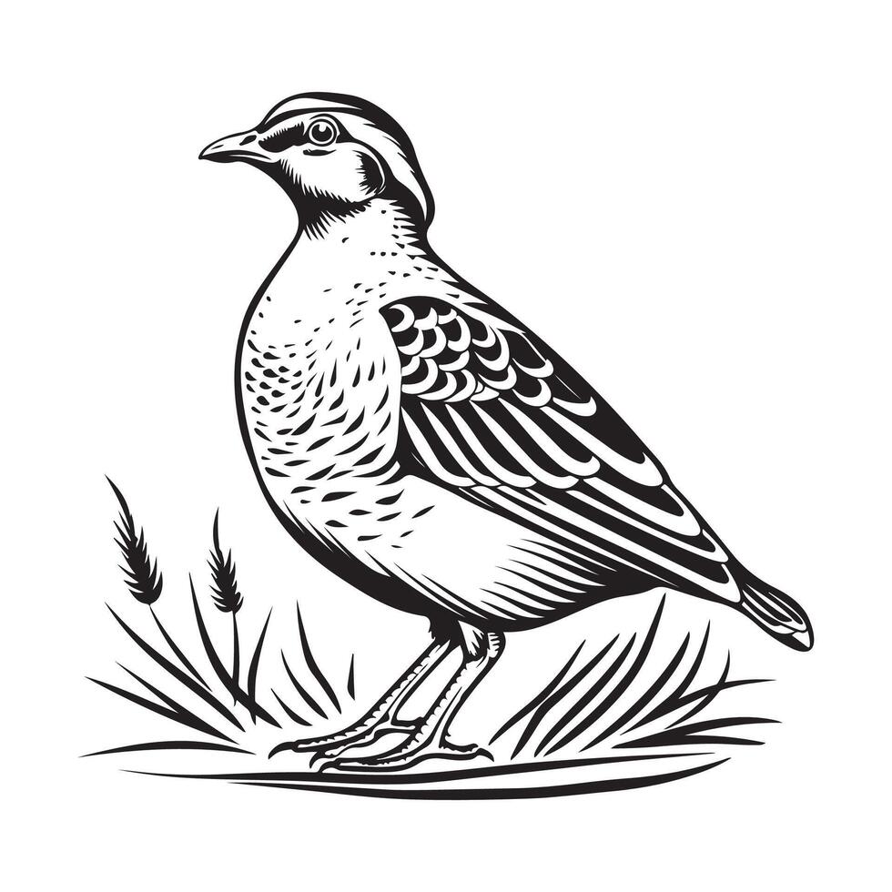 Beautiful Illustration of a Common Quail Bird vector