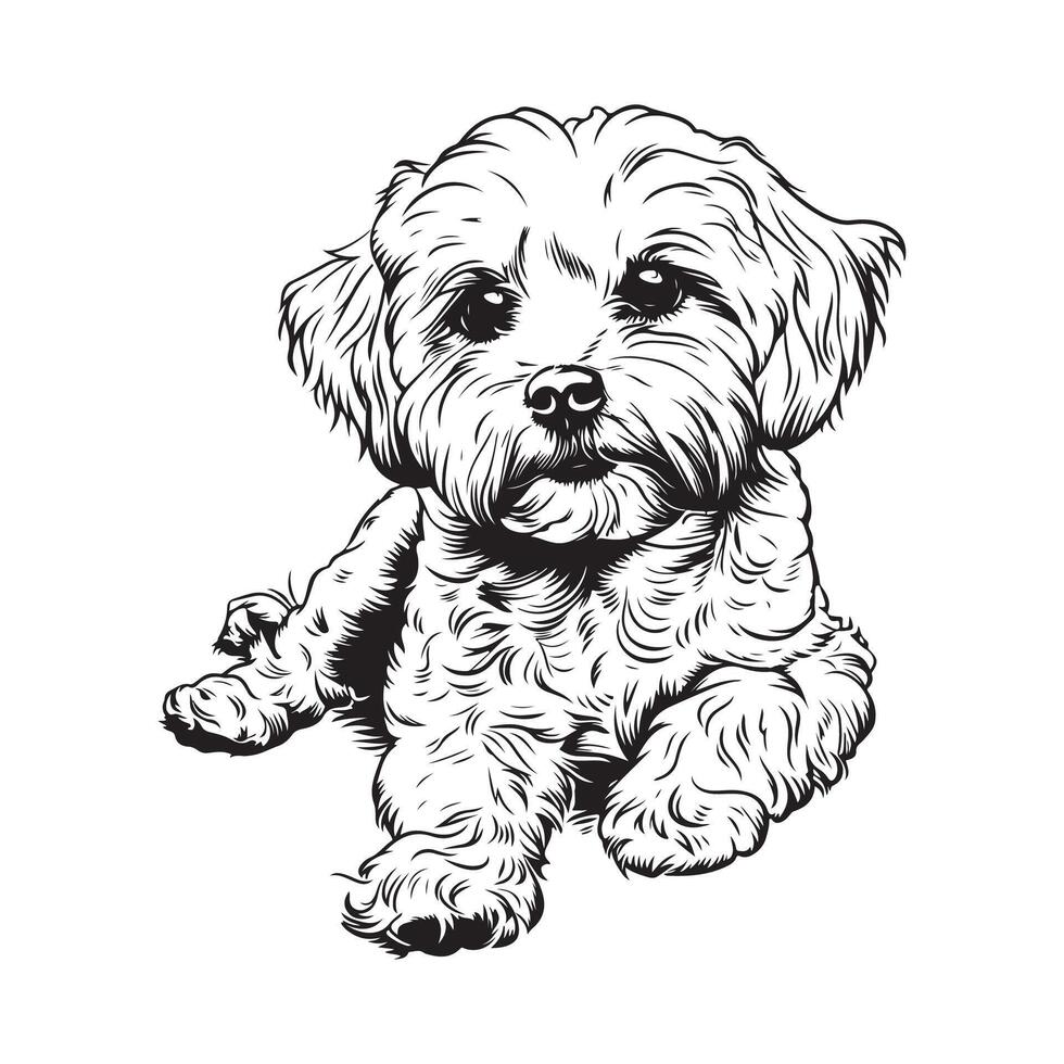 Bichon Frise Images, Illustration of a Bichon Frise  on white Background vector