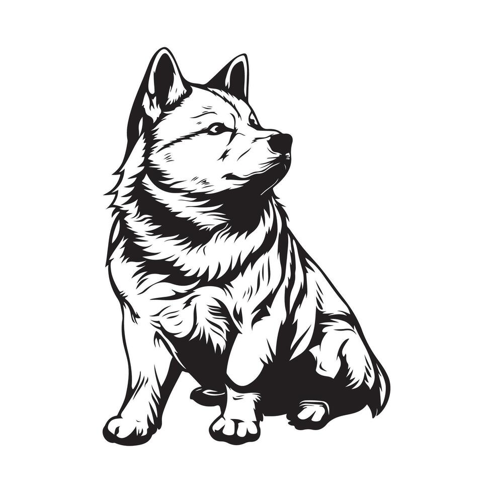 akita vector imágenes , ilustración de un akita perro