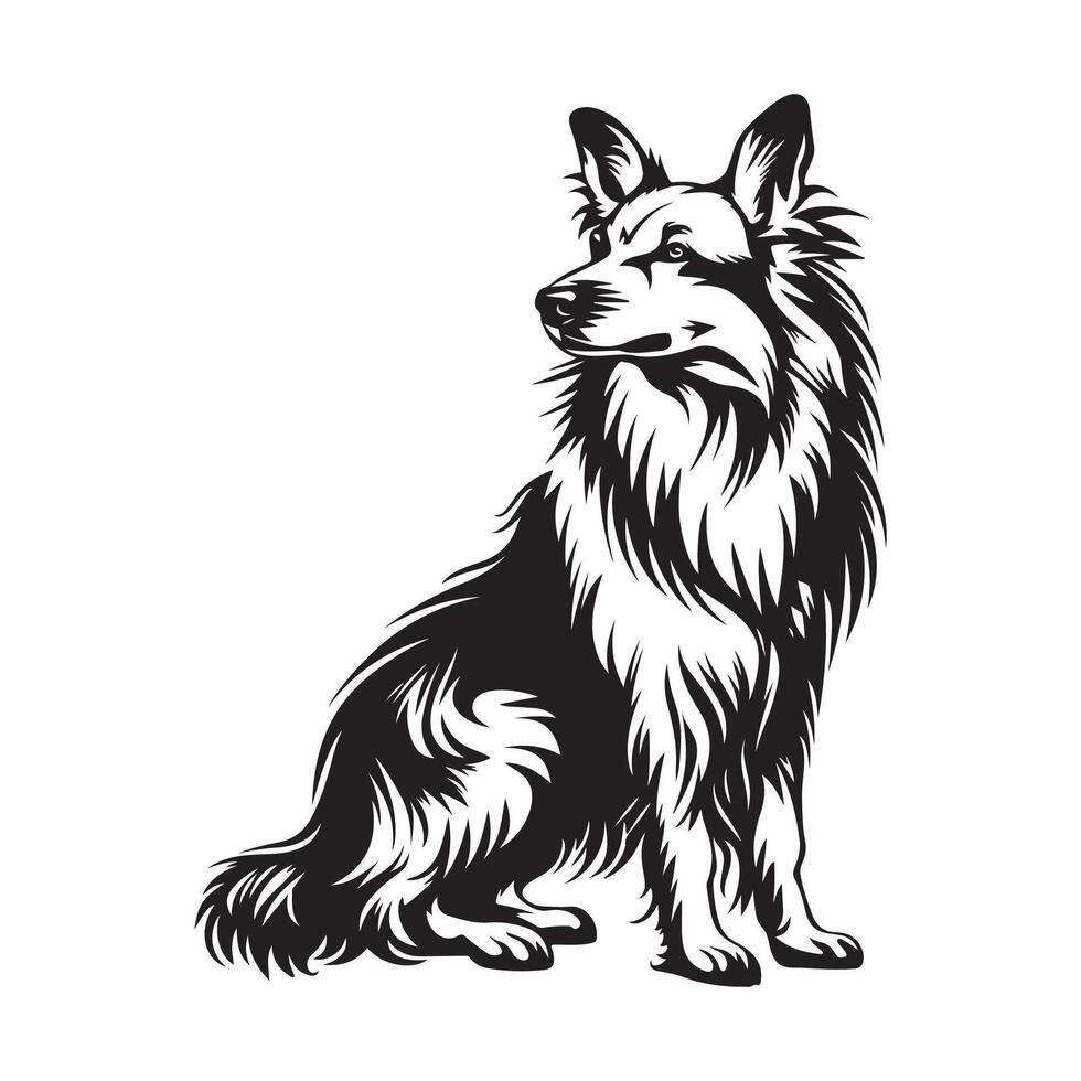 Border collie dog black and white Vector Image