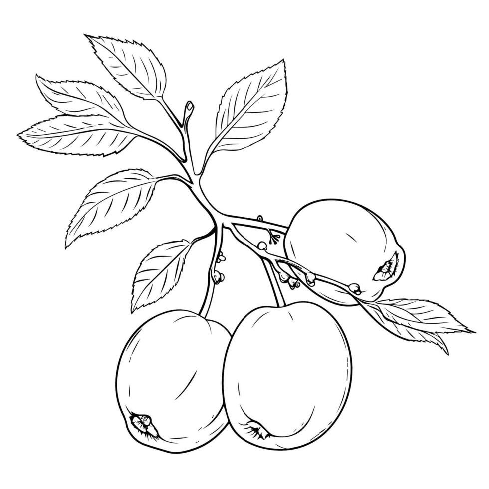 Discover the elegance of apricot with our intricately designed outline icon vector. vector