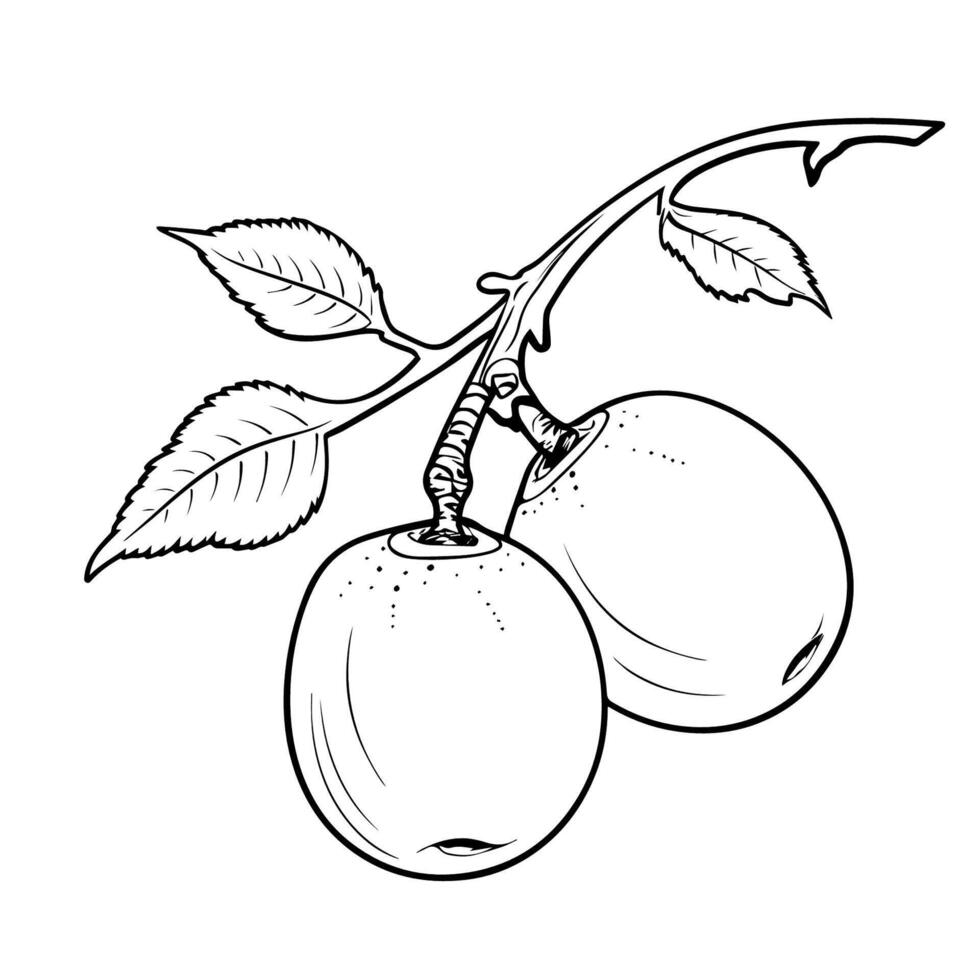 Chic apricot outline icon in vector format, a stylish touch for versatile designs.