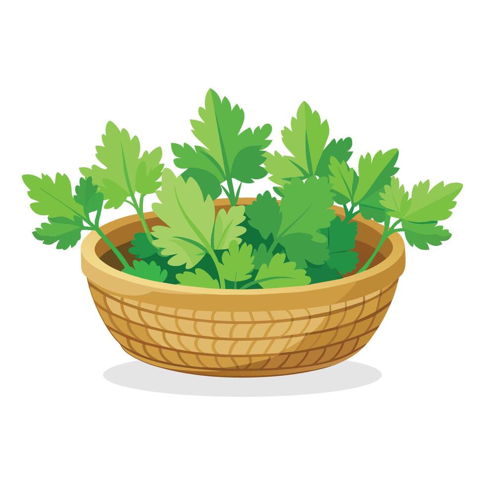 Coriander in busket Green Leafy Vegetables vector illustration