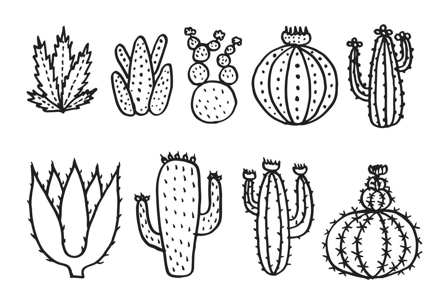 Cactus vector illustrations, hand drawn vector succulents.