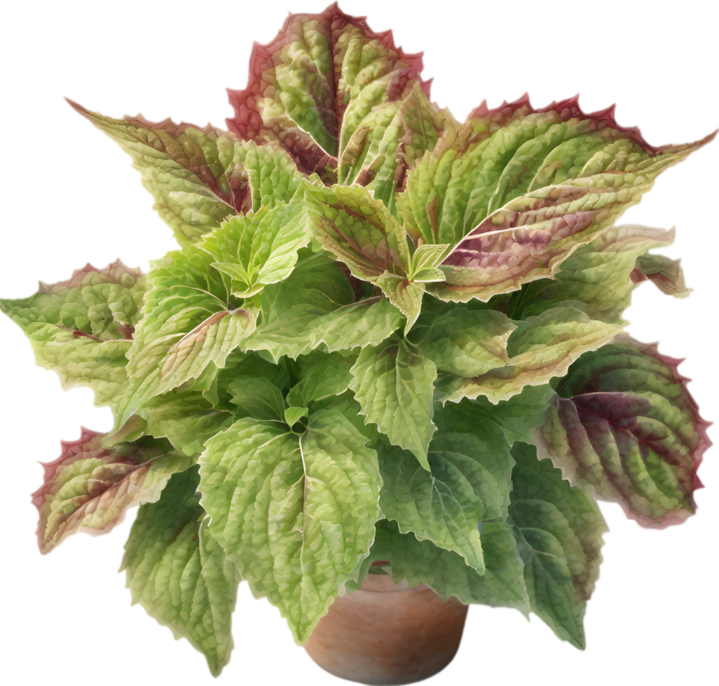 AI generated Watercolor painting of a Coleus scutellarioides plant