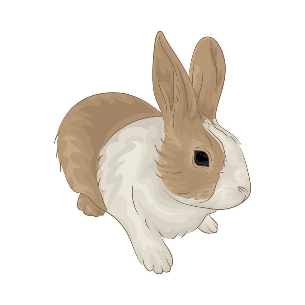 Illustration of rabbit vector