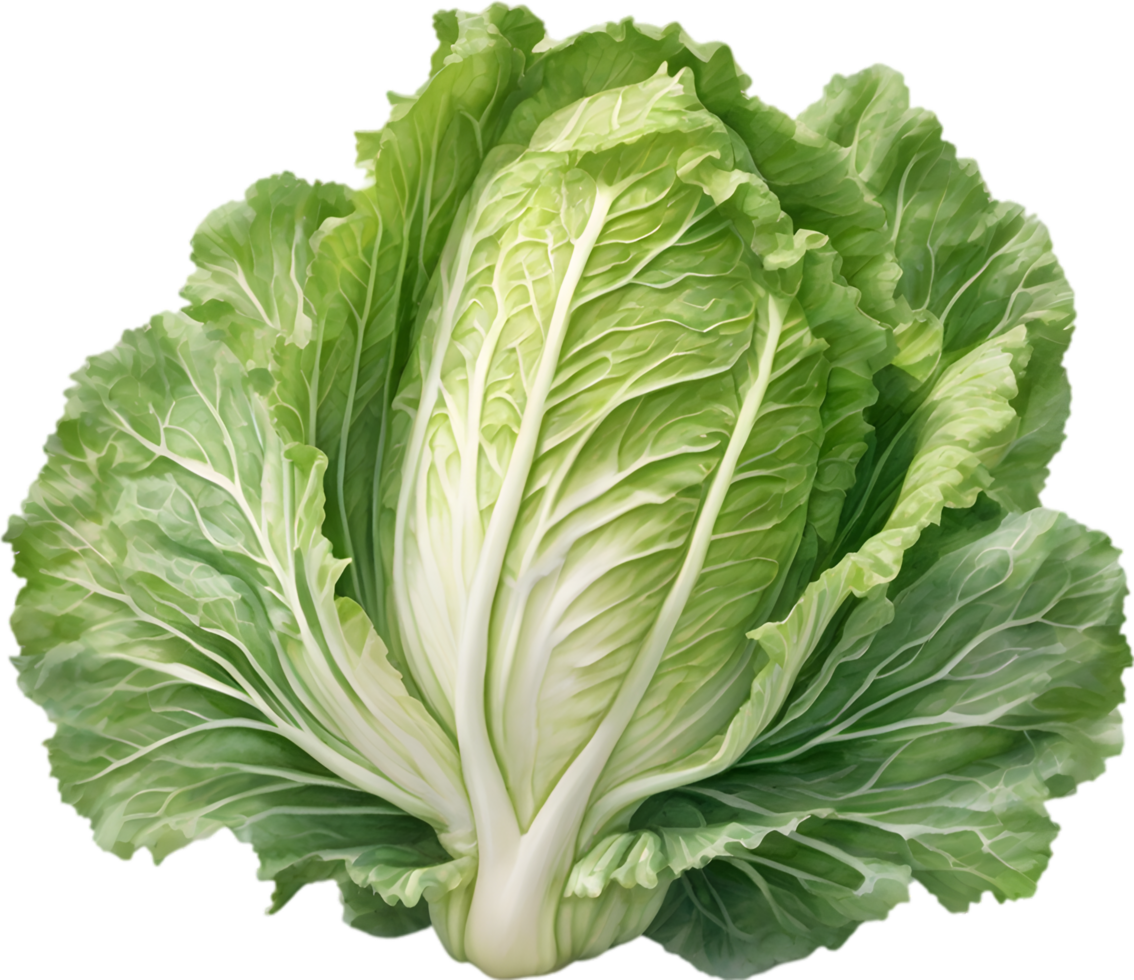 AI generated Watercolor painting of Cabbages plant. png