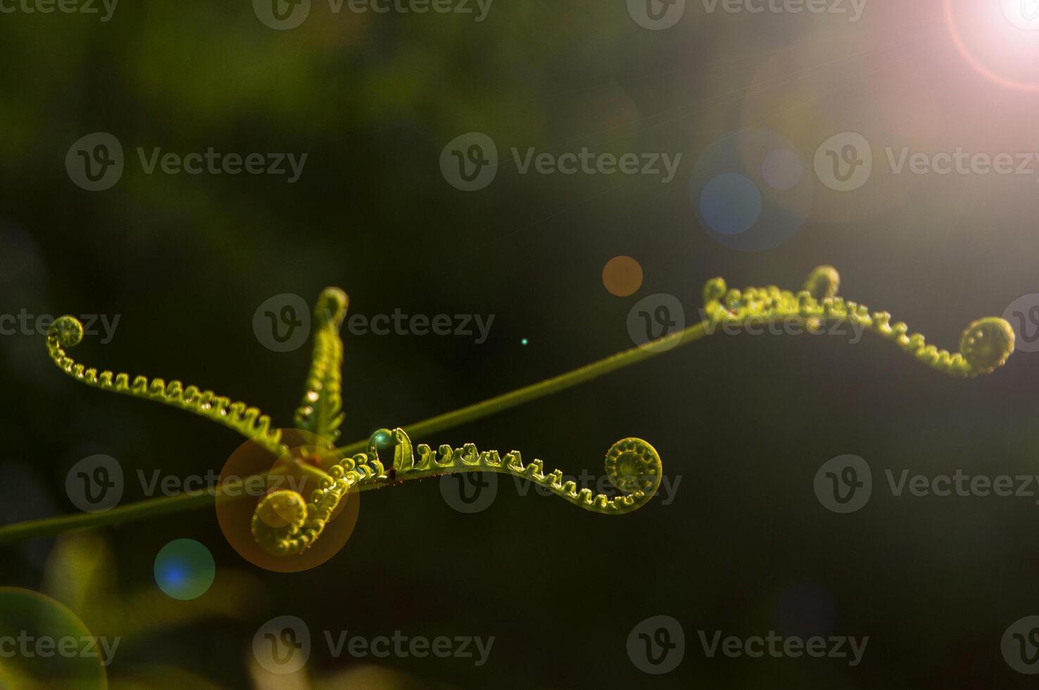 Nature view of green leaf with blurred garden background. Nature concept photo