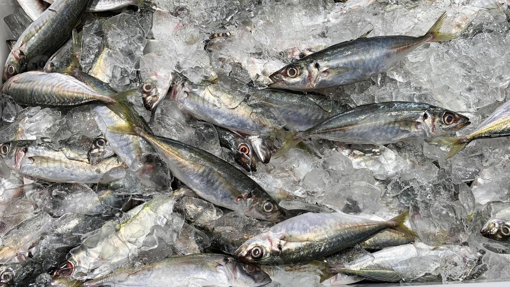 Wet market wonders with fish covered with ice on display. Wet market concept photo