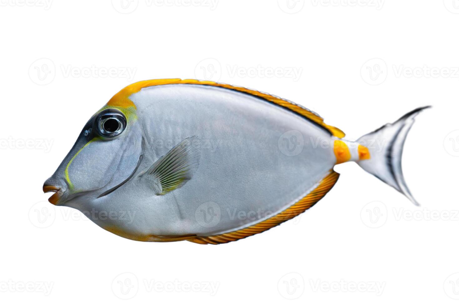 Naso Lituratus Acanthuridae tropical fish, Orangespine unicornfish isolated on white background photo