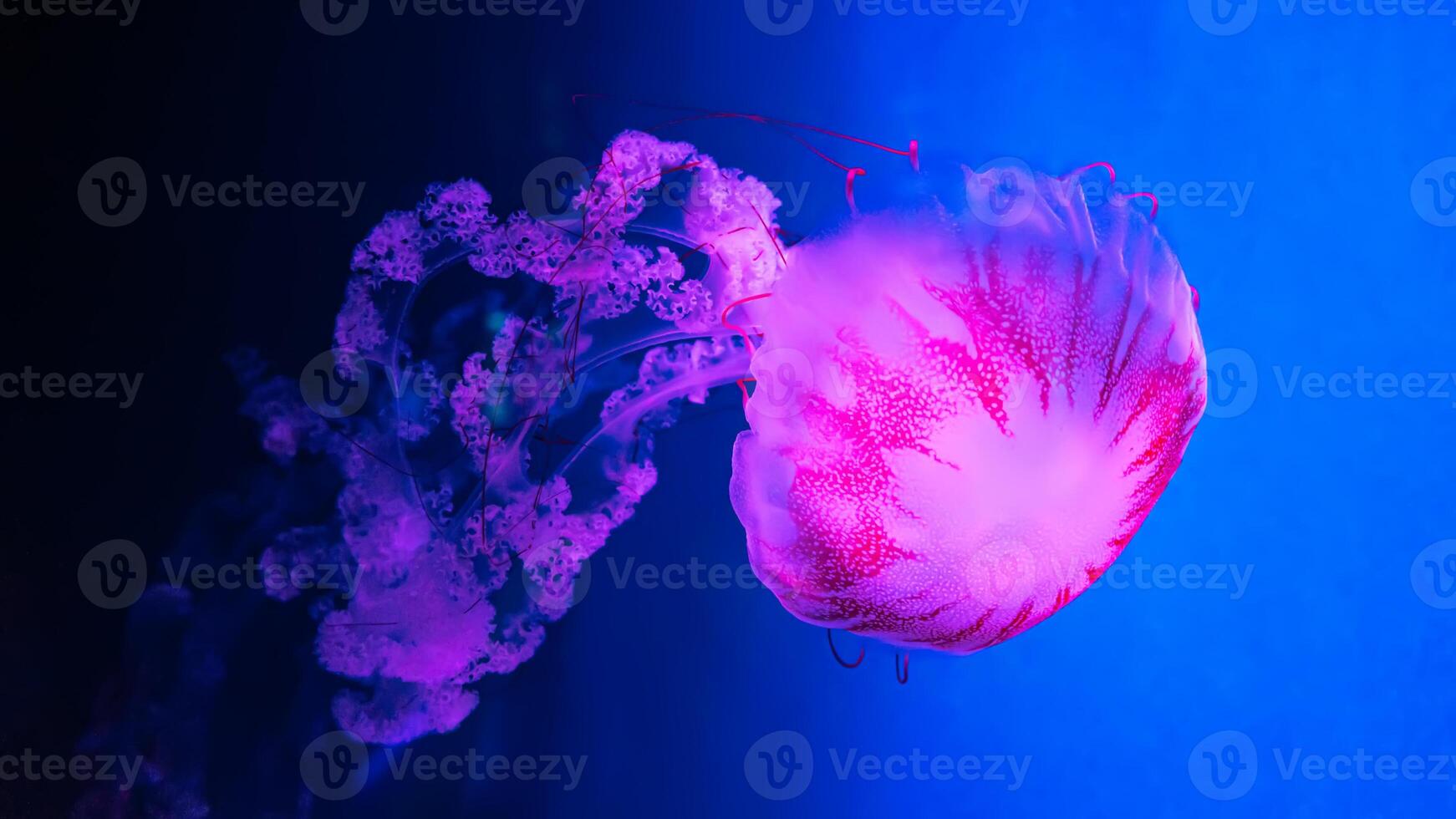 Glow jellyfish chrysaora plocamia in blue water. Diving, theriology, undersea life photo