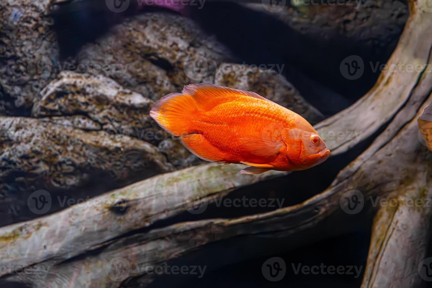 brillante naranja oscar pez, astronoto ocelato nadando en acuario foto