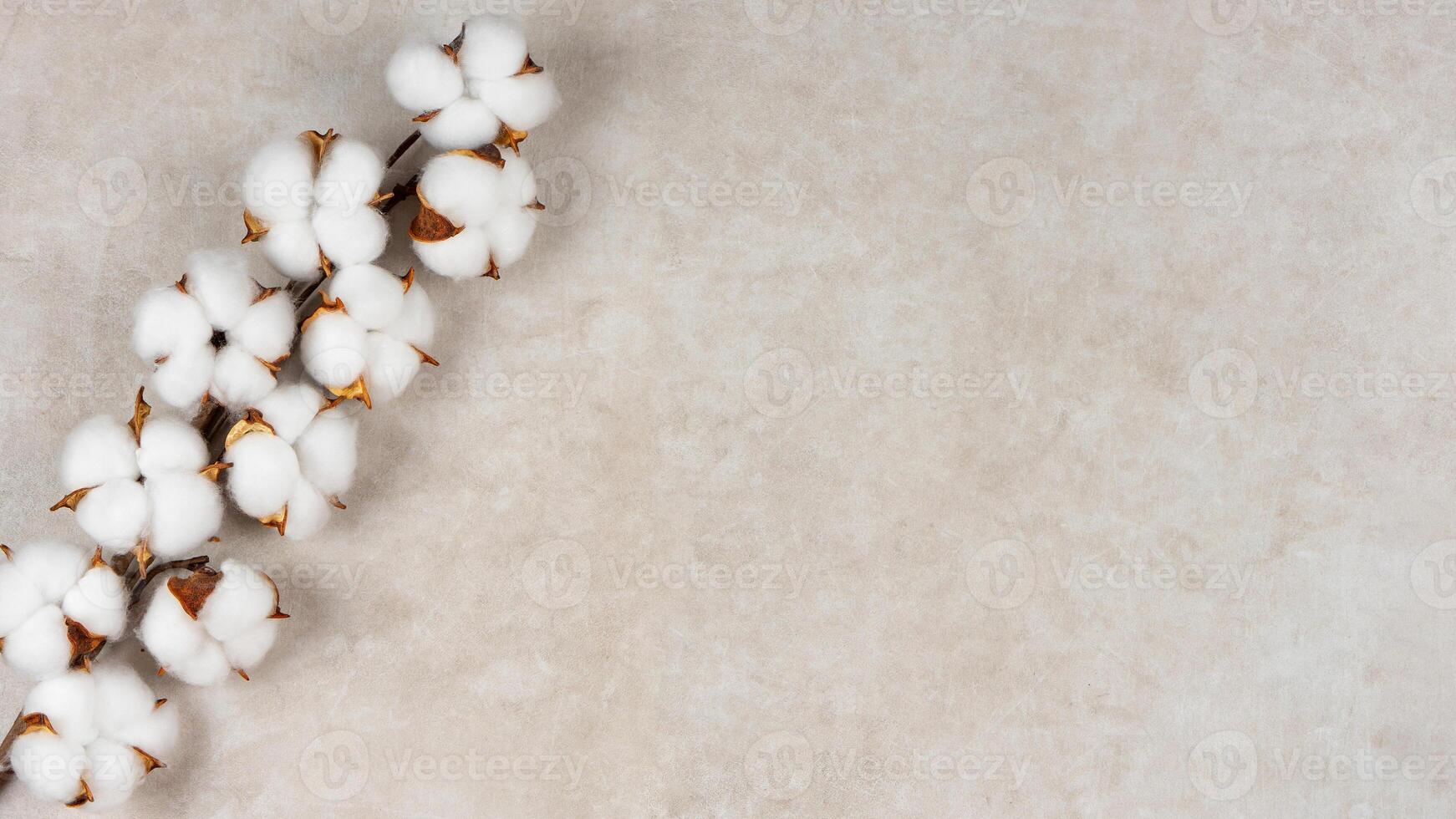 Dry cotton branch with fluffy flowers on light beige concrete textured background photo
