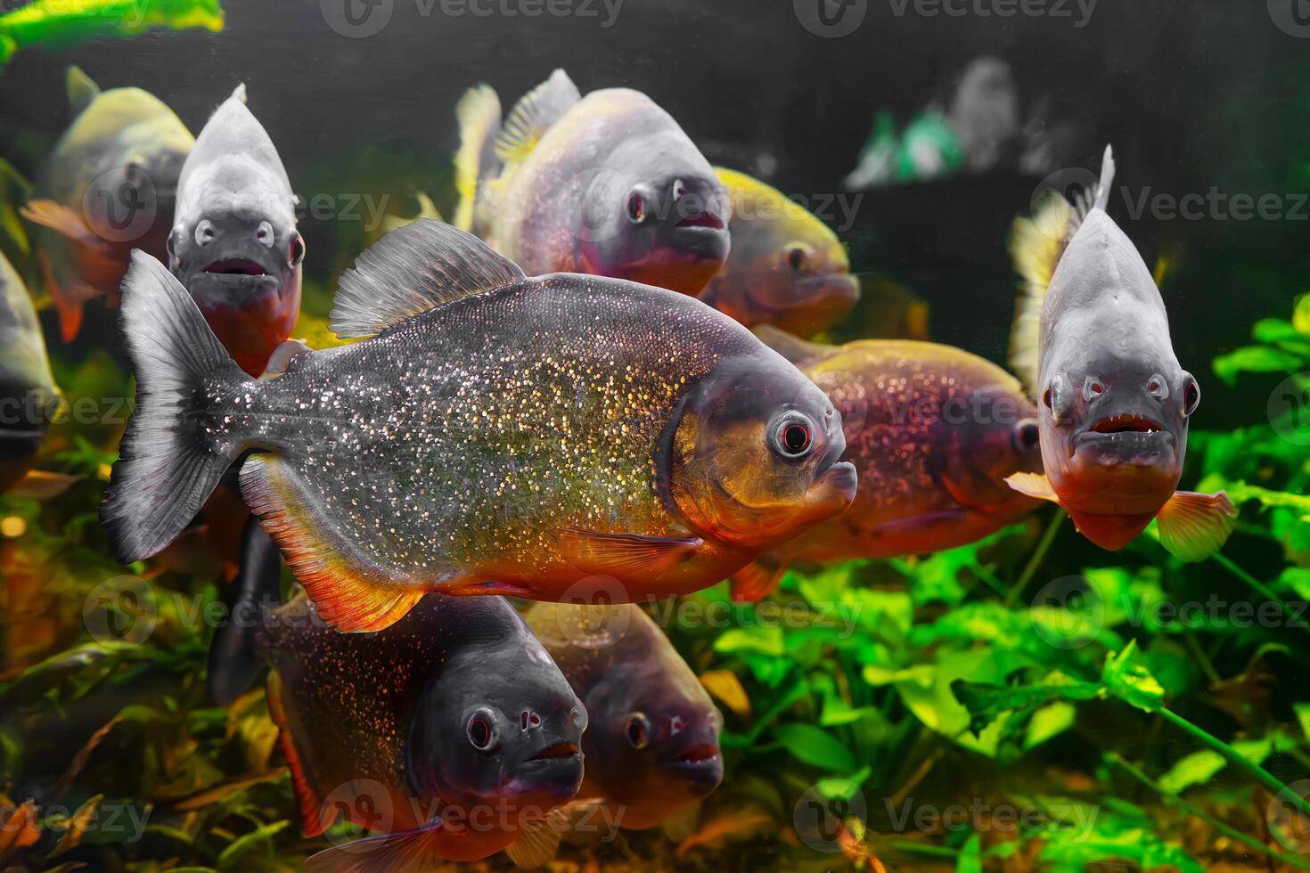 Piranha, Pygocentrus nattereri swimming in aquarium pool with green seaweed. photo