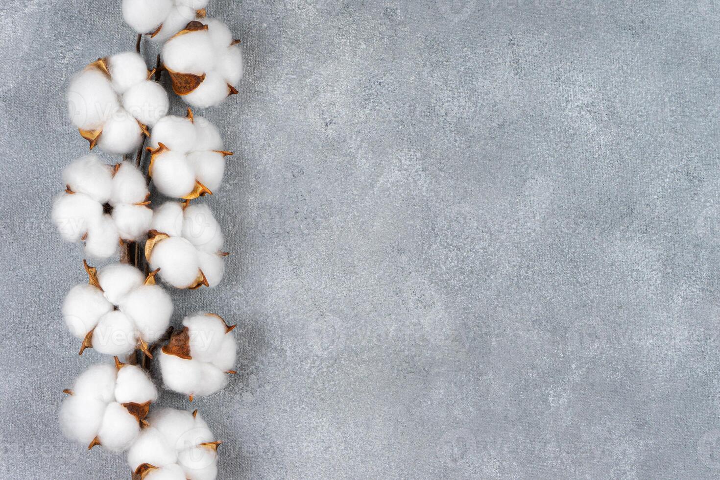 Dry cotton branch with fluffy flowers on light gray concrete textured background photo
