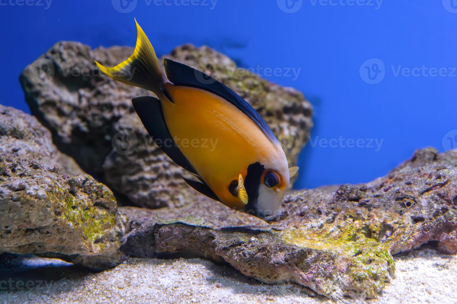 Beautiful bright orange fish in the aquarium, Acanthurus pyroferus Chocolate surgeonfish photo