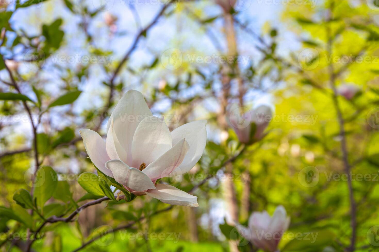 Blooming tree branch with white Magnolia soulangeana flowers outdoors photo