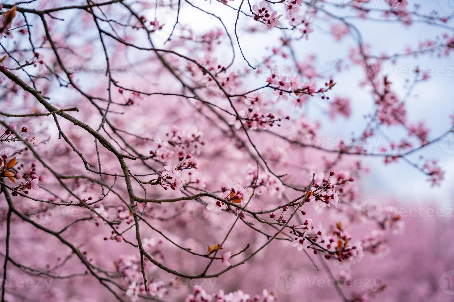 Beautiful spring background with pink flowers of cherry tree in spring time in Prague park. High quality photo