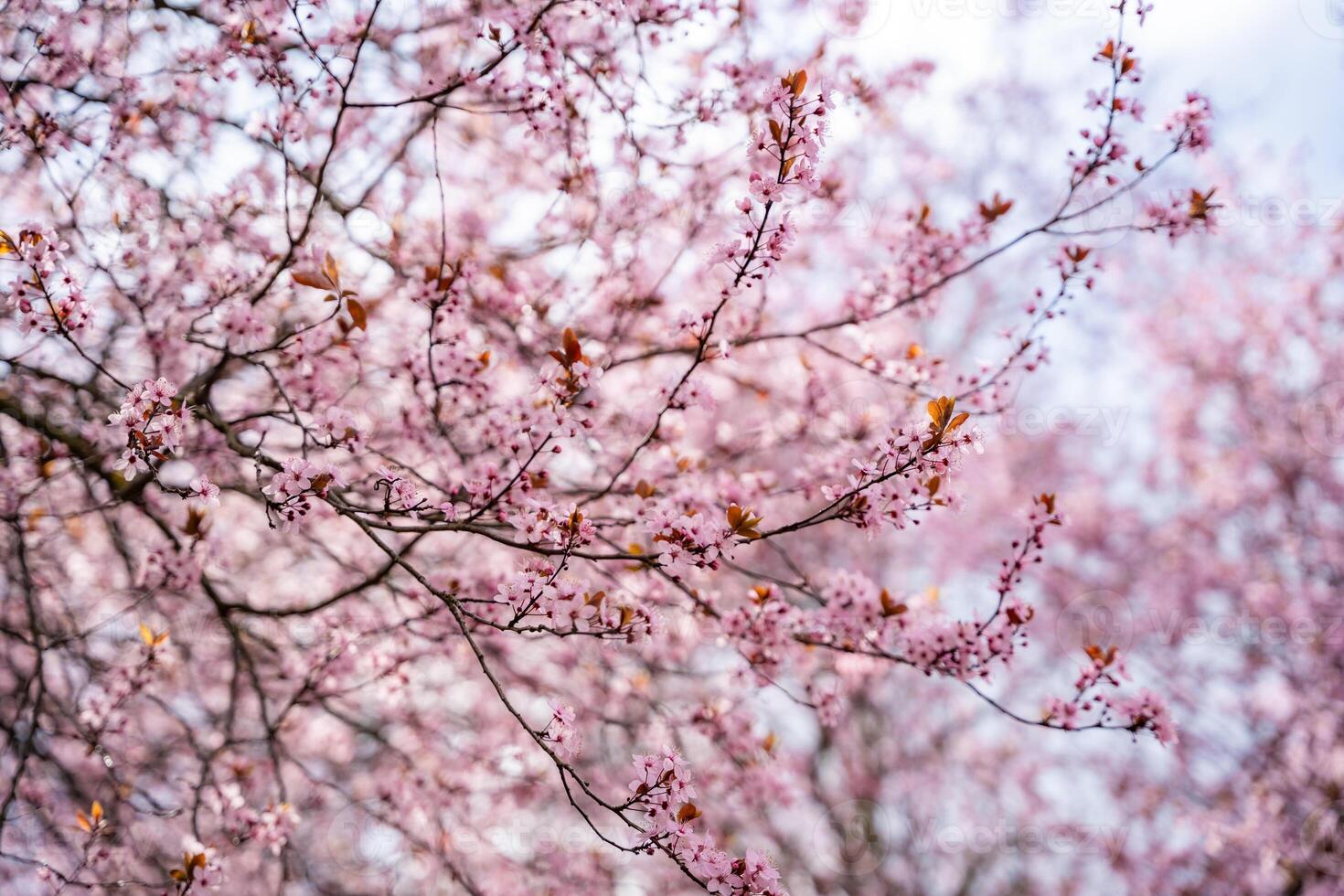 Beautiful spring background with pink flowers of cherry tree in spring time in Prague park. High quality photo