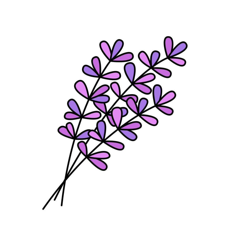 Lavender blossom bunch doodle vector illustration. Cute hand drawn element of lavender flowers bouquet isolated on white background