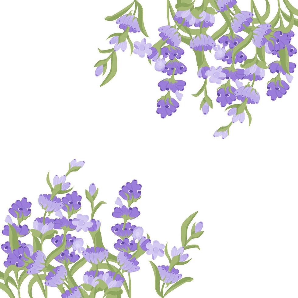 Decorative frame of lavender flowers for your design. Vector illustration isolated on white background.