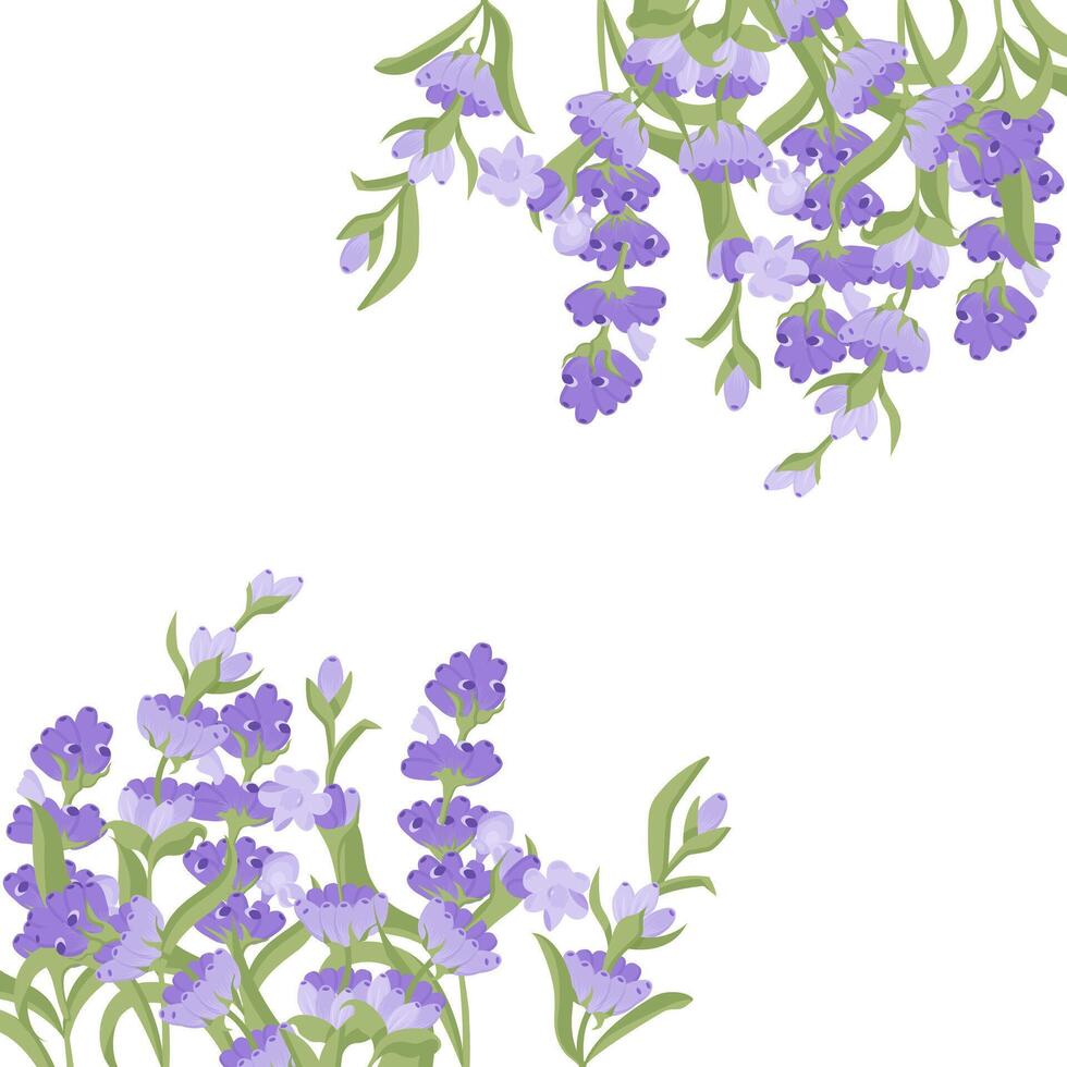 Decorative frame of lavender flowers for your design. Vector illustration isolated on white background.