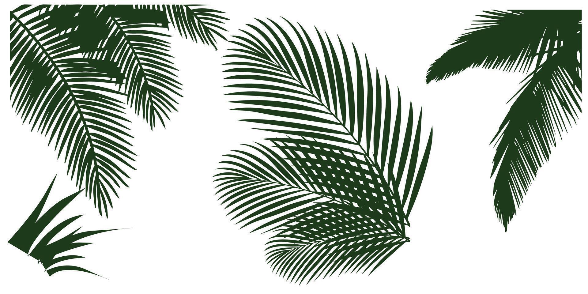 vector set of coconut leaf and palm tree frames. for summer  holiday and nature design elements