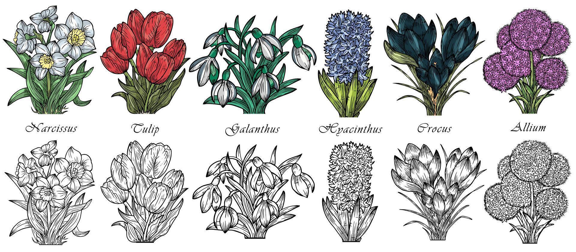 Hand drawn vector set with engraved illustrations of spring flowers - crocus, tulip, narcissus, galanthus, hyacinthus, allium