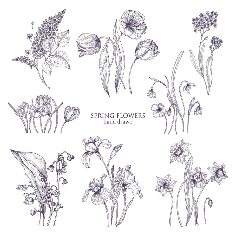 Set of gorgeous botanical drawings of spring flowers - tulip, lilac, narcissus, forget-me-not, crocus, lily of the valley, iris, snowdrop. Blooming plants hand drawn with lines. illustration vector