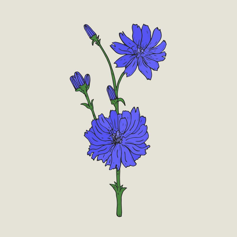 realista botánico dibujo de achicoria con púrpura flores y brotes creciente en verde provenir. elegante medicinal herbáceo floración planta mano dibujado en antiguo estilo. natural vector ilustración.