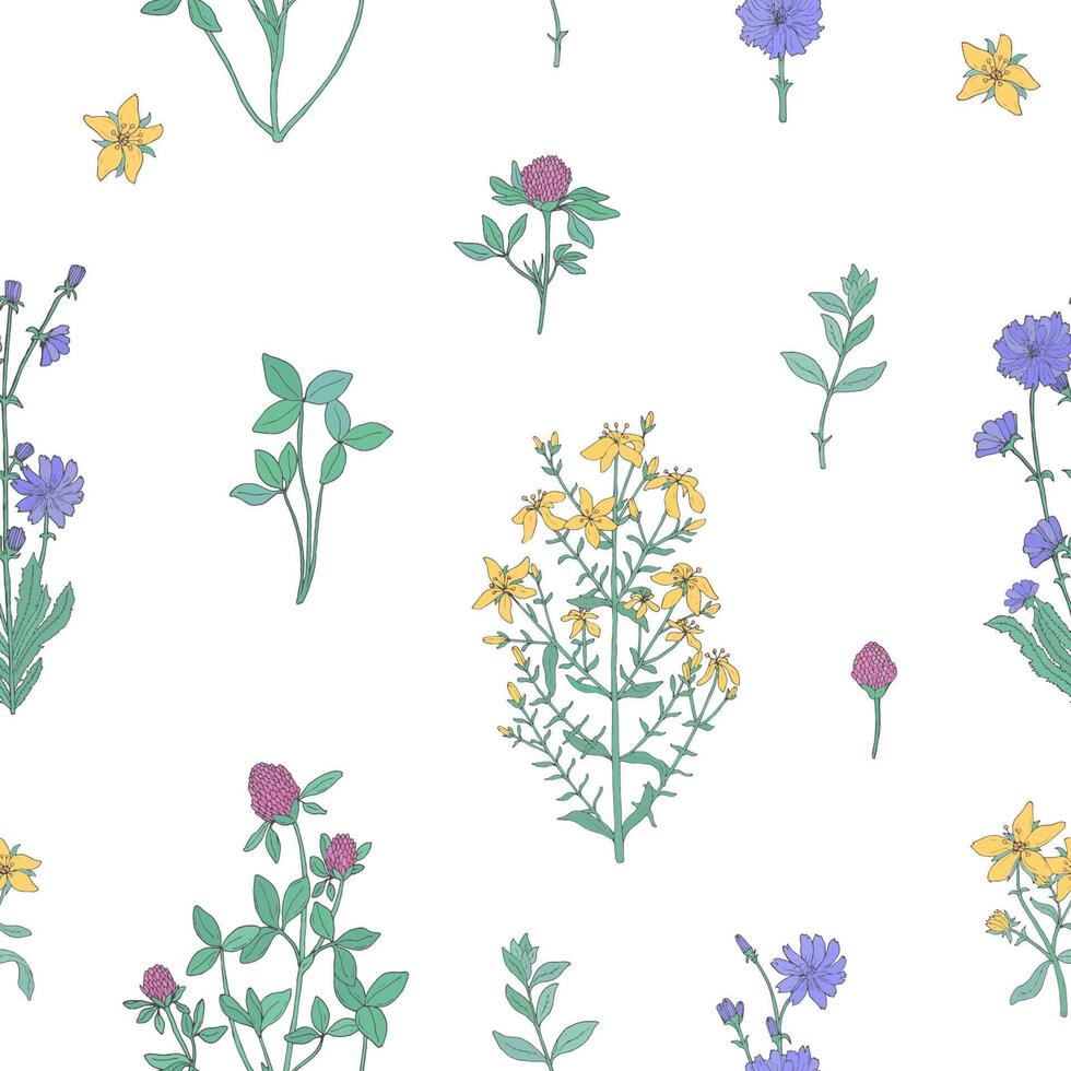Elegant botanical seamless pattern with flowering herbs on white background. Gorgeous meadow flowers and blooming medicinal plants - clover, chicory, hypericum. Vector illustration for fabric print.