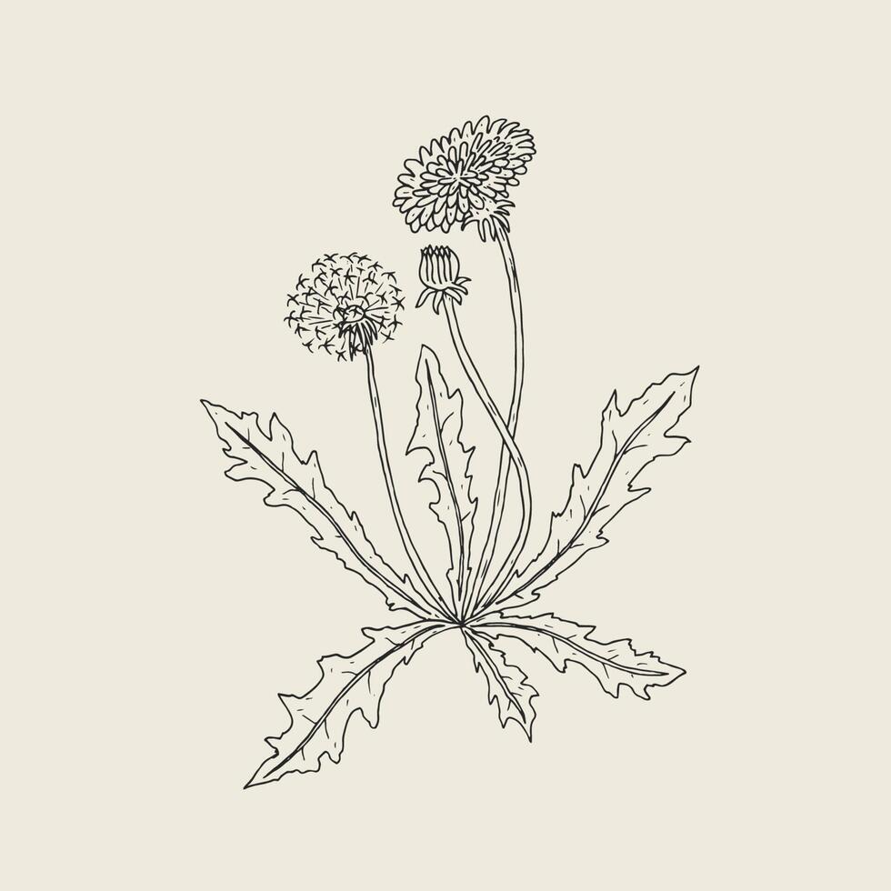 Elegant outline drawing of dandelion plant with flower, seed head and bud growing on stem and leaves. Beautiful wildflower hand drawn in vintage style. Monochrome Botanical vector illustration.