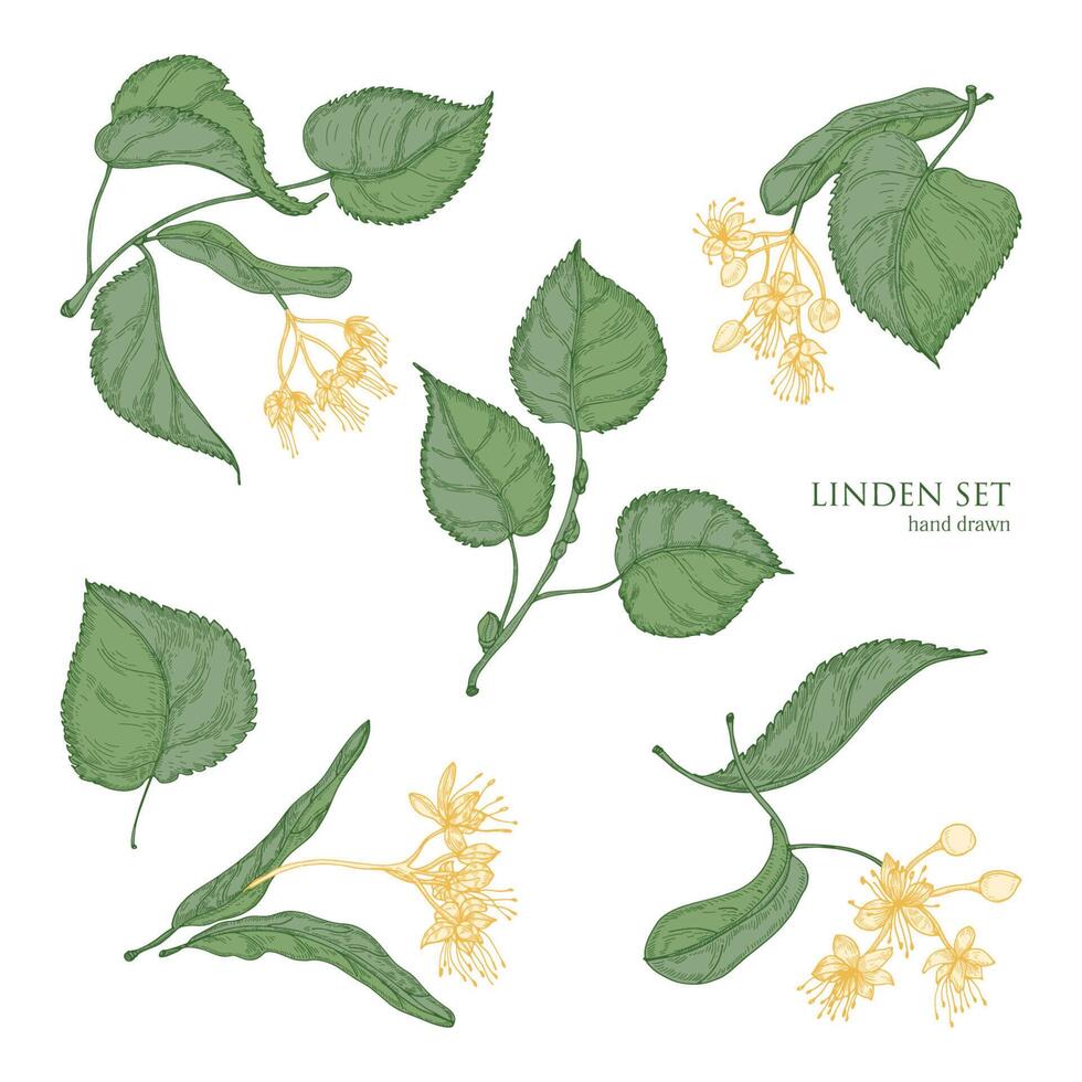 Beautiful detailed botanical drawings of linden green leaves and blooming yellow flowers. Hand drawn parts of flowering tree, view from different angles. Natural realistic vector illustration.