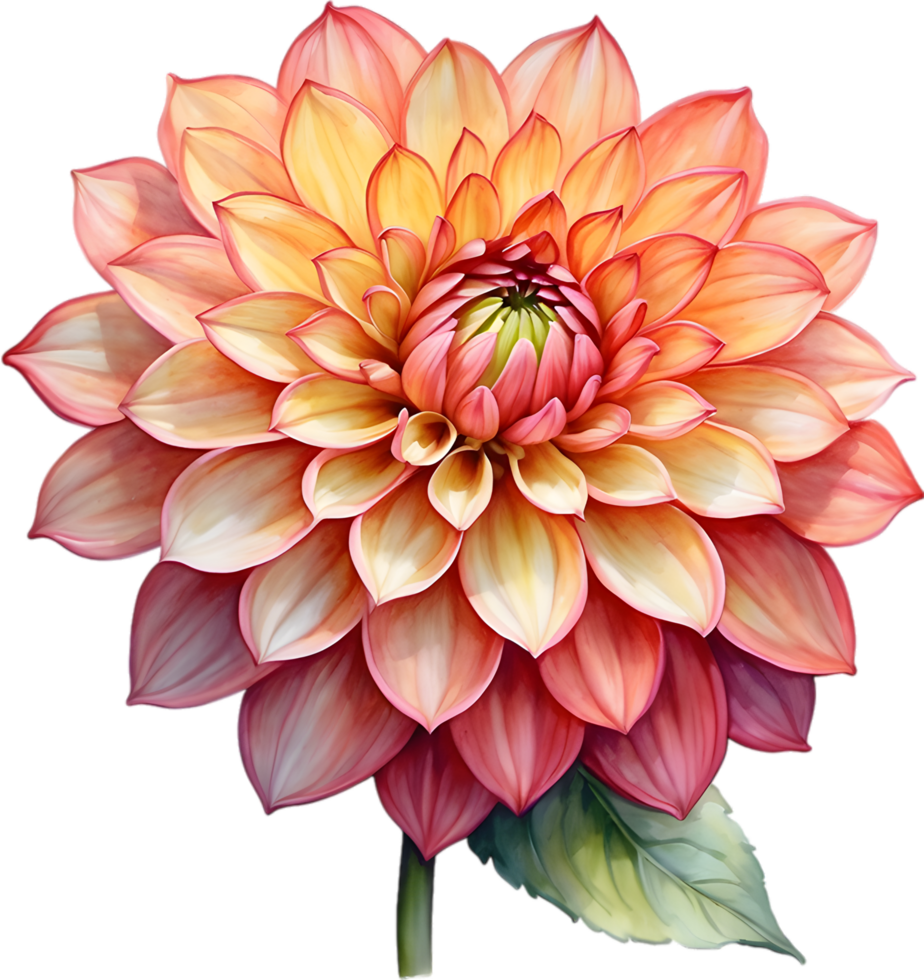 AI generated Watercolor painting of a Pompon Dahlia flower. png