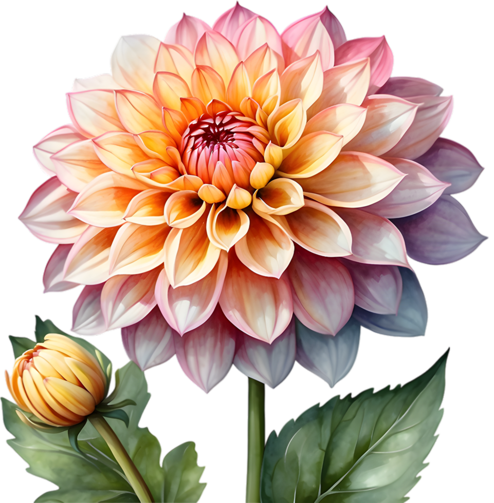 AI generated Watercolor painting of a Pompon Dahlia flower. png