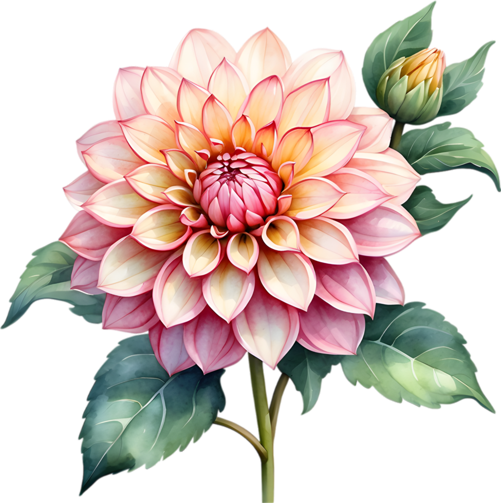 AI generated Watercolor painting of a Pompon Dahlia flower. png