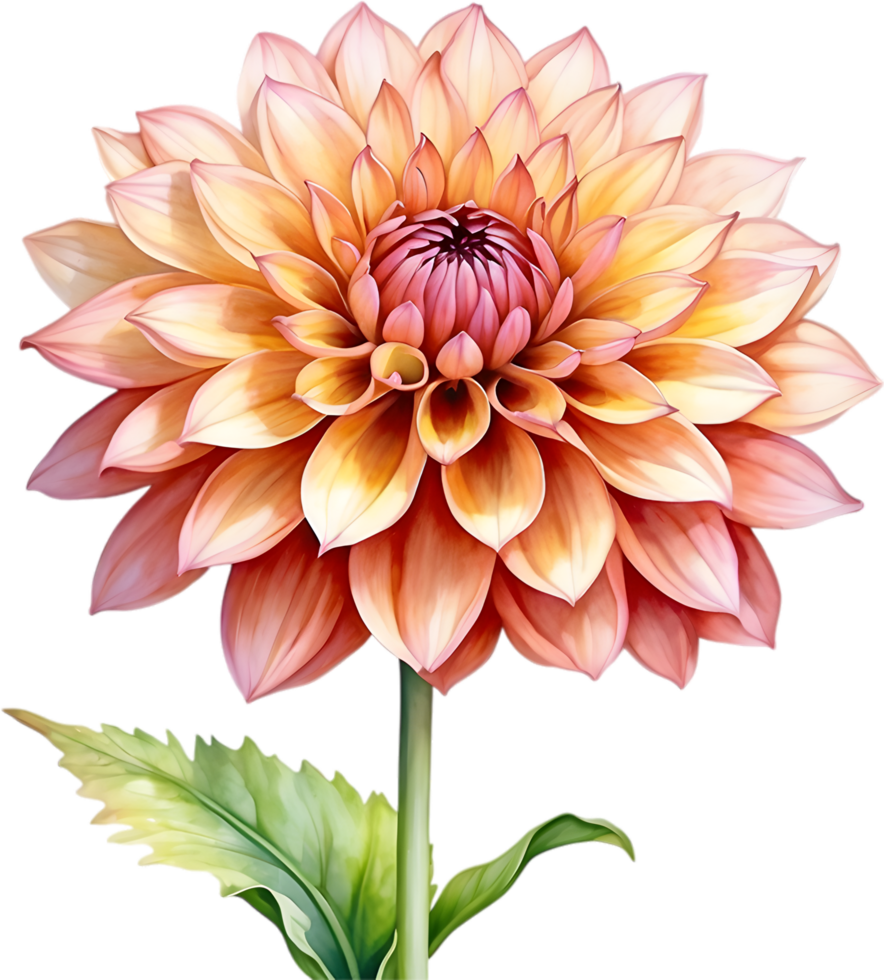 AI generated Watercolor painting of a Pompon Dahlia flower. png